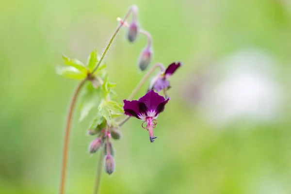 Γεράνι Geranium Phaeum Κοινώς Γνωστό Dusky Crane Bill Πένθος Χήρας — Φωτογραφία Αρχείου