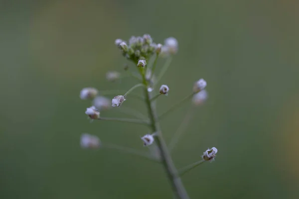 Pastýřský Měšec Capsella Bursa Pastoris Malá Jednoletá Ruderálně Kvetoucí Rostlina — Stock fotografie