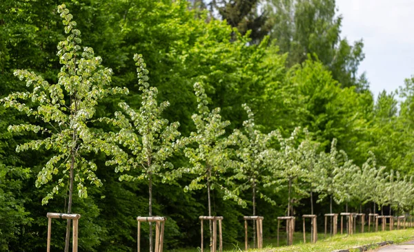 Alley of young trees neatly planted and tied to pegs in a city park. Young linden trees planted in a row in the park. Young trees with protective support. Newly created alley of lindens in the park