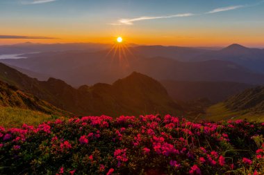 Karpatların eşsiz manzarası, Marmaros Massif, Pip Ivan Marmarosky Dağı, Ukrayna. Karpatlar 'ın eşsiz bir manzarası. Çok güzel güneş ışığı altında Rododendron myrtifolium kütleleri..