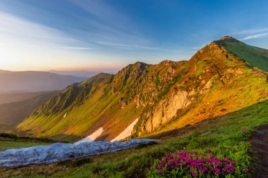 Karpatların eşsiz manzarası, Marmaros Massif, Pip Ivan Marmarosky Dağı, Ukrayna. Karpatlar 'ın eşsiz bir manzarası. Çok güzel güneş ışığı altında Rododendron myrtifolium kütleleri..