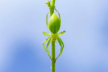 Yeşil avcı örümceğin dişisi (Micrommata virescens) yaklaş. Micrommata virescens, Sparassidae familyasından bir örümcek türü..