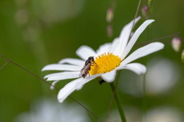 Yazın açıklıkta öküz gözlü papatya halısı (Leucanthemum vulgare) çiçekleri. Çayırdaki yaz çiçeklerinin halısı. Leucanthemum vulgare 'nin toplu çiçekleri.