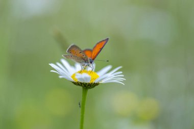 Papatya çiçeğinin üzerinde mor kenarlı bakır kelebek (Lycaena hipothoe).