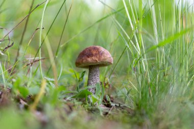 Doğal ortamda yenilebilir turuncu huş ağacı boleti (Leccinum versipelle) seçici bir odak noktasıdır. Ormanda yetişen genç portakal huş ağacının (Leccinum versipelle) yakın görüntüsü. 