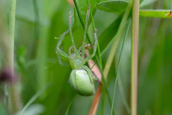 Θηλυκό Του Πράσινου Huntsman Αράχνη Micrommata Virescens Κοντά Micrommata Virescens — Φωτογραφία Αρχείου