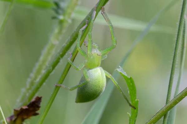 Θηλυκό Του Πράσινου Huntsman Αράχνη Micrommata Virescens Κοντά Micrommata Virescens — Φωτογραφία Αρχείου