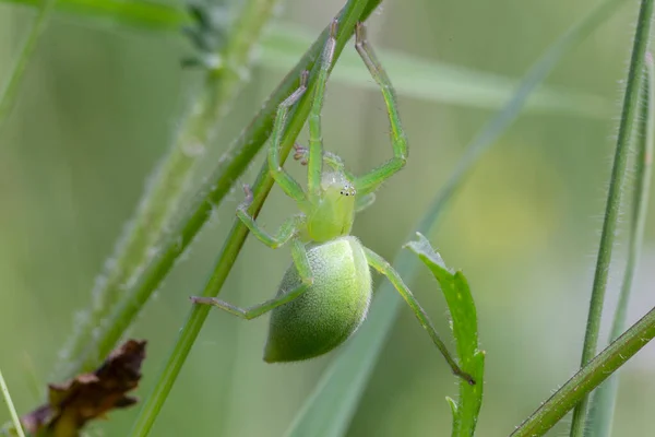 Femelle Chasseur Vert Araignée Micrommata Virescens Gros Plan Micrommata Virescens — Photo