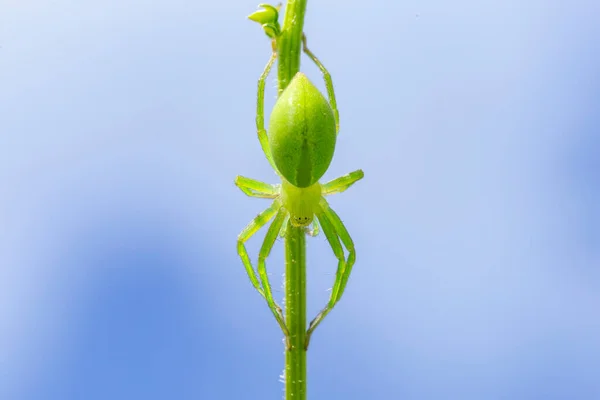 Θηλυκό Του Πράσινου Huntsman Αράχνη Micrommata Virescens Κοντά Micrommata Virescens — Φωτογραφία Αρχείου