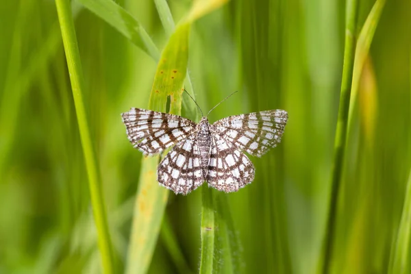 Çitli Fundalık Chiasmia Clathrata Geometridae Familyasından Bir Güve Türü Latticed — Stok fotoğraf