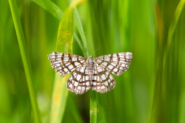 Çitli Fundalık Chiasmia Clathrata Geometridae Familyasından Bir Güve Türü Latticed — Stok fotoğraf