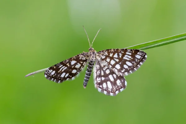 Çitli Fundalık Chiasmia Clathrata Geometridae Familyasından Bir Güve Türü Latticed — Stok fotoğraf