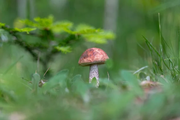 Bolete Bétula Laranja Cogumelo Comestível Leccinum Versipelle Ambiente Natural Foco — Fotografia de Stock