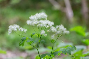 Sibirya otlağı (Thalictrum aquilegiifolium), Ranunculaceae familyasından bir bitki türü. Yaban bitkisi Thalictrum aquilegiifolium çiçek açarken.