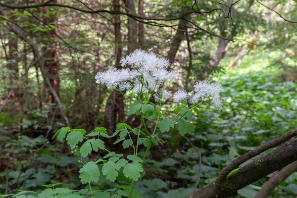 Sibirya otlağı (Thalictrum aquilegiifolium), Ranunculaceae familyasından bir bitki türü. Yaban bitkisi Thalictrum aquilegiifolium çiçek açarken.