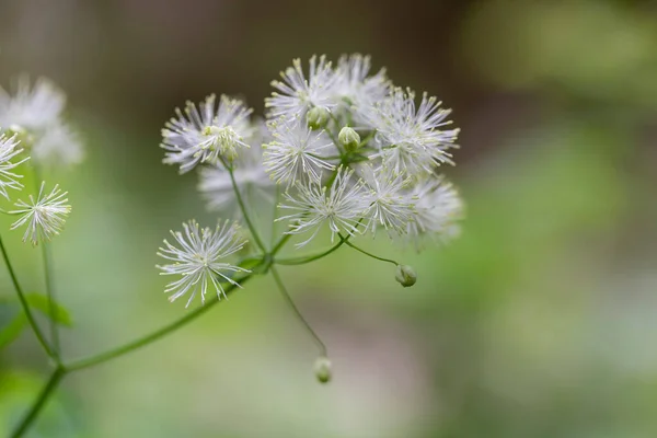 Thalictrum Aquilegiifolium Una Especie Planta Fanerógama Perteneciente Familia Ranunculaceae Planta — Foto de Stock