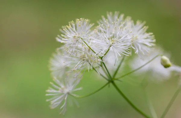 Thalictrum Aquilegiifolium Una Especie Planta Fanerógama Perteneciente Familia Ranunculaceae Planta — Foto de Stock