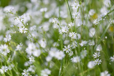 Arı (Apis mellifera) beyaz yonca (trifolium pişmanlığı) üzerinde çalışır. Yoncadaki arı. Beyaz yonca çiçeğinde polen toplayan arıya yakın çekim.