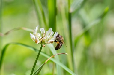 Arı (Apis mellifera) beyaz yonca (trifolium pişmanlığı) üzerinde çalışır. Yoncadaki arı. Beyaz yonca çiçeğinde polen toplayan arıya yakın çekim.