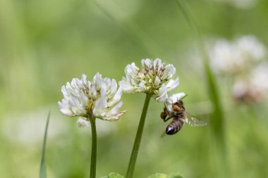 Arı (Apis mellifera) beyaz yonca (trifolium pişmanlığı) üzerinde çalışır. Yoncadaki arı. Beyaz yonca çiçeğinde polen toplayan arıya yakın çekim.