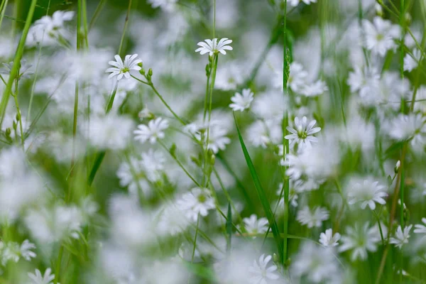 Apis Mellifea 在花白色三叶草 Trifolium Repens 上工作 蜜蜂在三叶草 白三叶草采花粉工作中的蜜蜂闭塞 — 图库照片