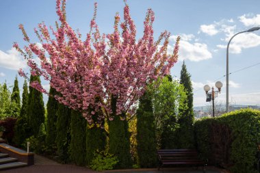 Kiraz çiçekleri (Japon kirazı) yakın plan. Sakura şehir parkında çiçek açmış. Çiçek açmış kiraz çiçekleri.. 