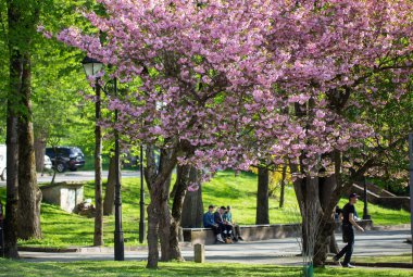 Kiraz çiçekleri (Japon kirazı) yakın plan. Sakura şehir parkında çiçek açmış. Çiçek açmış kiraz çiçekleri.. 