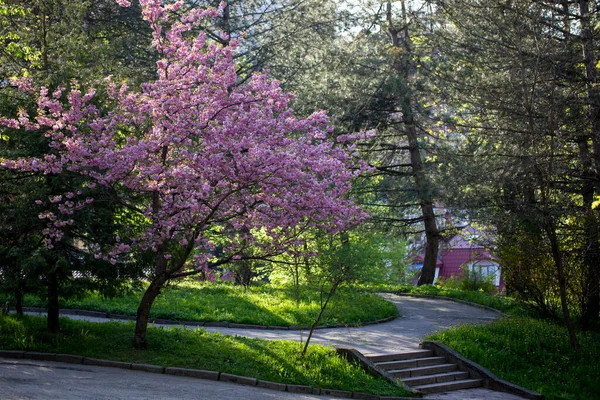 Kwiaty Wiśni Wiśnia Japońska Zbliżenie Sakura Kwitnie Parku Miejskim Kwiat — Zdjęcie stockowe
