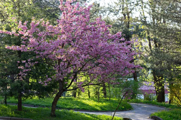桜の花 日本の桜 を閉じます 都会の公園で咲く桜 満開の桜 — ストック写真