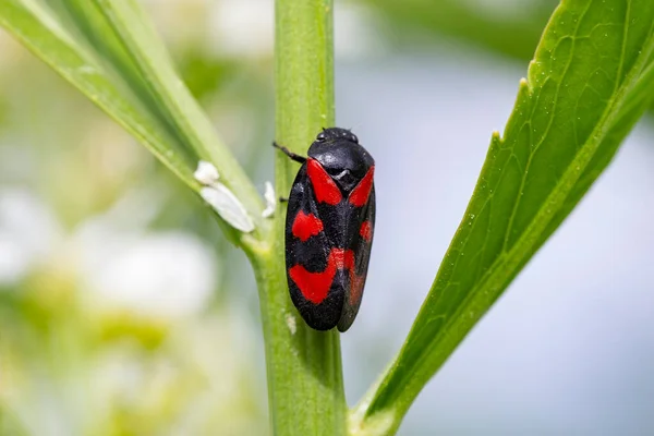 Cercopis intermedya onun tipik çayır habitat. Cercopis intermedia, Cercopidae familyasından bir kurbağa türü..