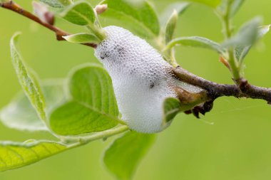 The Aphrophoridae or spittlebugs are a family of insects belonging to the order Hemiptera. Aphrophoridae willow. Meadow spittlebug on the branches of Salix clipart