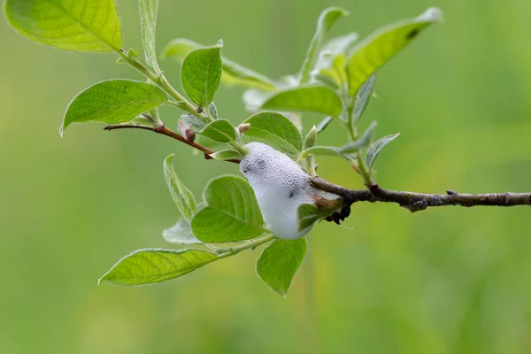Afrophoridae ya da tükürük böcekleri, Hemiptera familyasına ait bir böcek familyasıdır. Afrophoridae söğüdü. Tükürük dallarında çayır böceği
