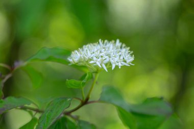 Cornus alba, Cornaceae familyasından bir çicek türü. Çiçek açarken Sibirya Dogwood (Cornus alba) dalı.