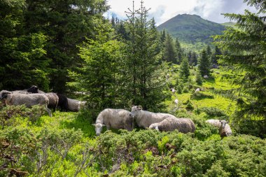 Yazın Ukrayna Karpatları Lysych dağ çayırında, Marmara Massif 'te koyun sürüleri otlar. Karpatlar 'da geleneksel koyun yetiştiriciliği. Dağların arka planında otlayan koyunlar.