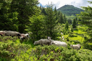 Yazın Ukrayna Karpatları Lysych dağ çayırında, Marmara Massif 'te koyun sürüleri otlar. Karpatlar 'da geleneksel koyun yetiştiriciliği. Dağların arka planında otlayan koyunlar.