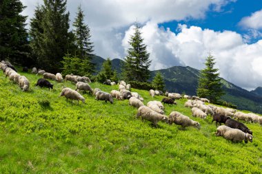 Yazın Ukrayna Karpatları Lysych dağ çayırında, Marmara Massif 'te koyun sürüleri otlar. Karpatlar 'da geleneksel koyun yetiştiriciliği. Dağların arka planında otlayan koyunlar.