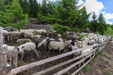Yazın Ukrayna Karpatları Lysych dağ çayırında, Marmara Massif 'te koyun sürüleri otlar. Karpatlar 'da geleneksel koyun yetiştiriciliği. Dağların arka planında otlayan koyunlar.