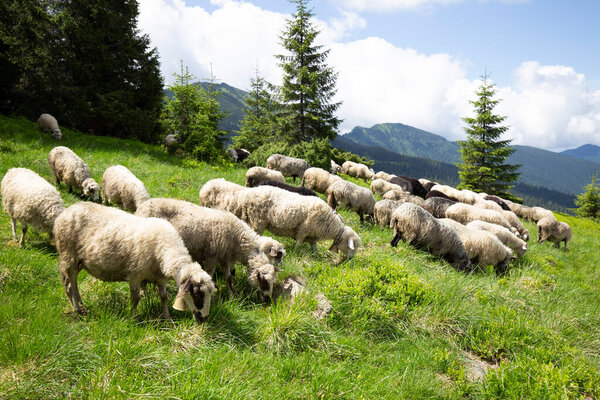 Flocks of sheep graze in the summer in the Ukrainian Carpathians Lysych mountain meadow, Marmara massif. Traditional sheep breeding in the Carpathians. Sheep on pasture on a background of mountains.