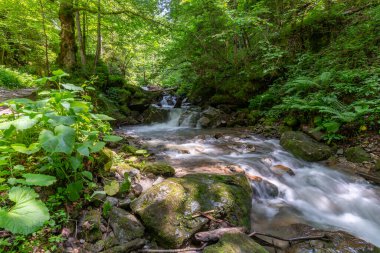 Mountain river in the Carpathians on a summer day with clear crystal water, rocks overgrown with moss and ferns. Long exposure. The concept of virgin wildlife. clipart