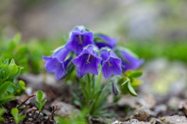 Güzel mor çiçekler Campanula alpina Jacq, Karpatlar 'da Alp çanı, Marmarosi Massif. Campanula alpina, Doğu Alpler, Karpat Dağları ve Balkanlar 'da yaşayan bir çan çiçeğidir..