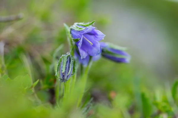 Όμορφα Μοβ Λουλούδια Campanula Alpina Jacq Αλπική Καμπάνα Στα Καρπάθια — Φωτογραφία Αρχείου