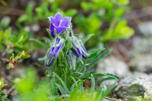 Όμορφα Μοβ Λουλούδια Campanula Alpina Jacq Αλπική Καμπάνα Στα Καρπάθια — Φωτογραφία Αρχείου