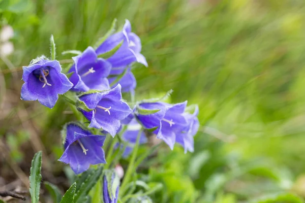 Güzel mor çiçekler Campanula alpina Jacq, Karpatlar 'da Alp çanı, Marmarosi Massif. Campanula alpina, Doğu Alpler, Karpat Dağları ve Balkanlar 'da yaşayan bir çan çiçeğidir..