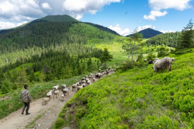 26 Haziran 2021 Lysych dağ çayırı, Karpatlar, Ukrayna. Karpatlar 'da geleneksel koyun yetiştiriciliği. Dağlarda bir çoban otlakta bir koyun sürüsünü sürüyor..