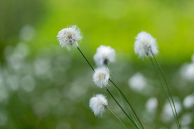 Eriophorum vajinatum (yaban tavşanı kuyruğu pamuk otu), saz familyasından Cyperaceae familyasına ait uzun ömürlü bir bitki türü.. 