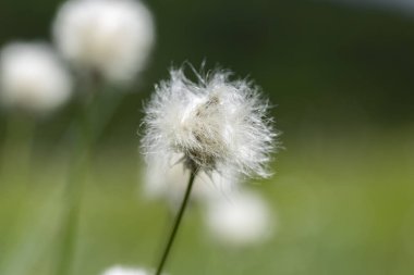 Eriophorum vajinatum (yaban tavşanı kuyruğu pamuk otu), saz familyasından Cyperaceae familyasına ait uzun ömürlü bir bitki türü.. 
