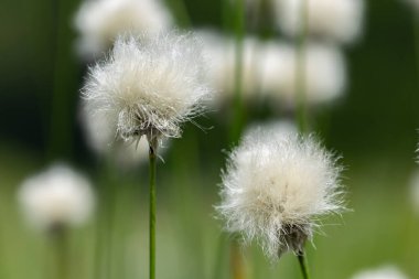 Eriophorum vajinatum (yaban tavşanı kuyruğu pamuk otu), saz familyasından Cyperaceae familyasına ait uzun ömürlü bir bitki türü.. 