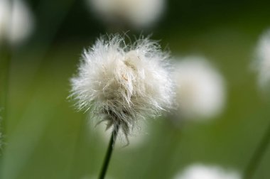 Eriophorum vajinatum (yaban tavşanı kuyruğu pamuk otu), saz familyasından Cyperaceae familyasına ait uzun ömürlü bir bitki türü.. 