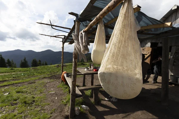 June 26, 2021 Lysych mountain meadow, Carpathians, Ukraine. Traditional sheep breeding in the Carpathians. Sheep milking and the process of making cheese from milk in the highlands of the Carpathians by shepherds.