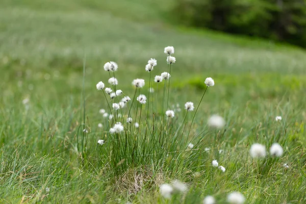 Eriophorum vajinatum (yaban tavşanı kuyruğu pamuk otu), saz familyasından Cyperaceae familyasına ait uzun ömürlü bir bitki türü.. 